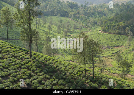 Eine Teeplantage in den Ausläufern der Western Ghats in der Nähe von Thekkady in Kerala, Südindien Stockfoto