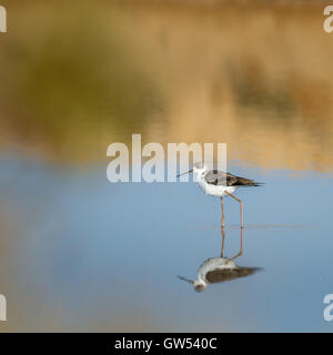 Stelzenläufer in den Salinen Tierwelt Hafen von Tavira, Portugal Stockfoto