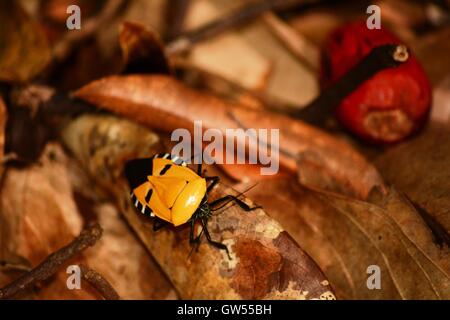 Bizarre Wald insekt Stockfoto