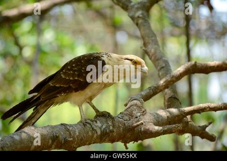 Gelb-headed Caracara Stockfoto