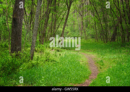 Üppige Frühlings-Farbe in den Wald entlang der nahen Patuxent River in Howard County, Maryland Stockfoto