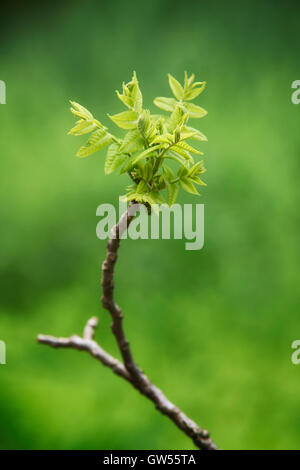 Üppige Frühlings-Farbe in den Wald entlang der nahen Patuxent River in Howard County, Maryland Stockfoto