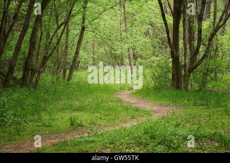 Üppige Frühlings-Farbe in den Wald entlang der nahen Patuxent River in Howard County, Maryland Stockfoto