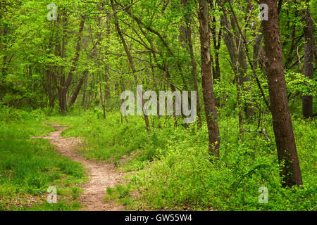 Üppige Frühlings-Farbe in den Wald entlang der nahen Patuxent River in Howard County, Maryland Stockfoto