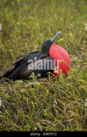 Männliche herrlichen Fregattvogel (Fregata magnificens) Paarungsverhalten durch Sprengung der roten Kehlsack anzeigen Stockfoto