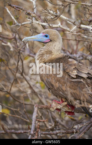 Red Footed Sprengfallen (Sula Sula) in sogenannten "braunen Phase". Stockfoto