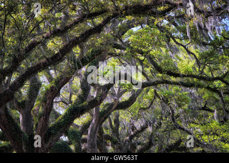 Großen moosbewachsenen Eichen Zweige säumen den Eingang zum Boone Hall Plantation in Charleston, South Carolina Stockfoto