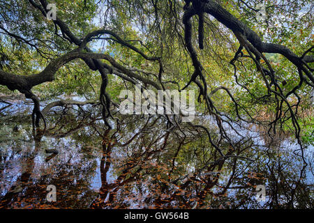 Großen moosbewachsenen Eichen Zweige erstrecken sich über den Ashley River Magnolia Plantation and Gardens in Charleston, SC. Stockfoto