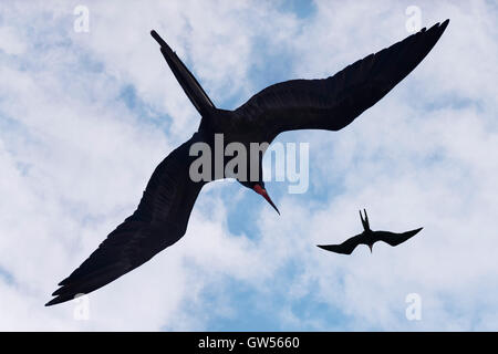 Zwei prächtige Fregattvögel (Fregata magnificens) steigen in einen blauen Sommerhimmel Stockfoto