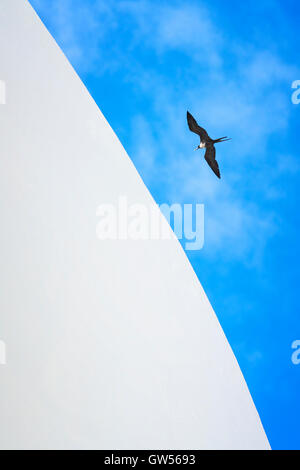 Weibliche herrliche Fregattvogel (Fregata magnificens) erhebt sich inmitten eines blauen Himmel in der Galapagos-Inseln von Ecuador Stockfoto