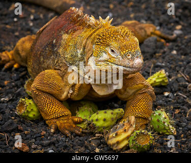 Galapagos Land Iguana (Conolophus Subcristatus) Essen stachelige Birnenfrucht an der Charles-Darwin-Center in Puerto Ayora Stockfoto