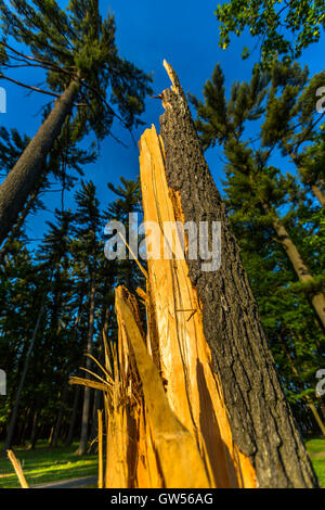 Wind beschädigt Baum Marathon Park, Wausau, Wisconsin. Stockfoto