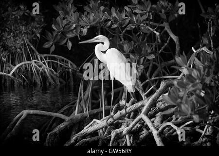 Eine elegante junge Great White Heron hockt inmitten Prop Mangrovewurzeln entlang Key Largo Sound in diesem schwarz / weiß Bild. Stockfoto