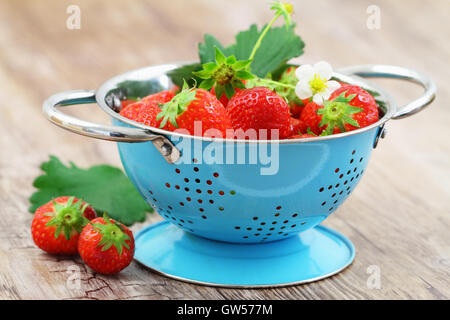 Frische Erdbeeren in blau Sieb auf Holzuntergrund Stockfoto