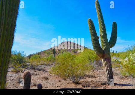 Kakteen in Phoenix, Arizona Stockfoto