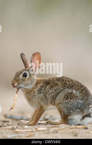 Östlichen Cottontail Kaninchen (Sylvilagus Floridanus) Essen Vegetation, östlichen Texas USA Stockfoto