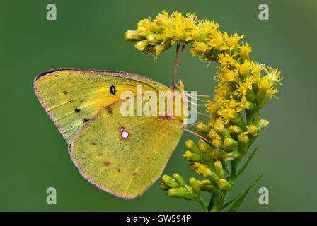 Getrübte Schwefel Schmetterling Colias Philodice Fütterung auf Goldrute (Solidago-Arten) Blumen, Michigan USA Stockfoto