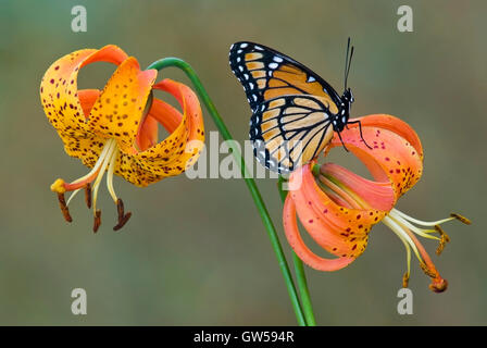 Viceroy Butterfly (Limenitis archippuson), Turks Cap Lily, (Lilium superbum), Eastern USA von Skip Moody/Dembinsky Photo Assoc Stockfoto