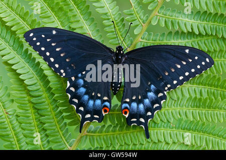 E. schwarz Schwalbenschwanz Schmetterling Papilio Polyxenes, Weiblich, ruht auf Farn, im Osten der USA Stockfoto