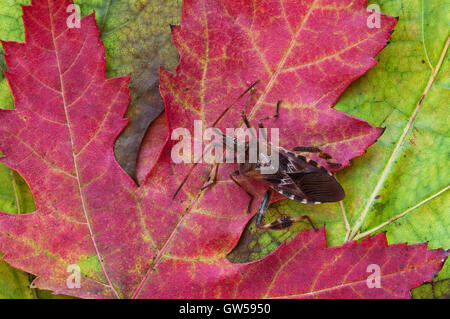 Blattfußwanze, (Leptoglossus occidentalis) auf silbernem Ahornblatt (Acer saccharinum), USA, von Skip Moody/Dembinsky Photo Assoc Stockfoto