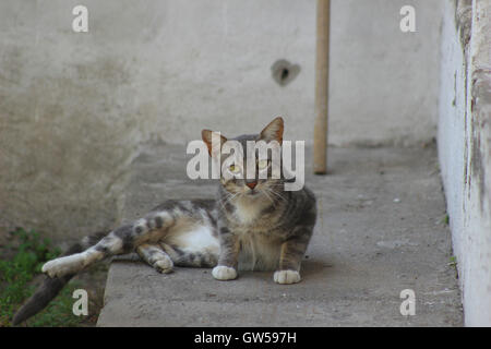 Eine Katze liegend ein konkreter Schritt in Cotacachi, Ecuador Stockfoto