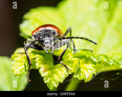 Cebrio Gigas Käfer - Italien Stockfoto