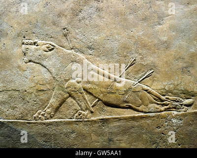 Die königliche Löwen jagen Assyrer, über 645-635 v. Chr. aus Ninive, Palastmuseum Britisch Nord - London, England Stockfoto