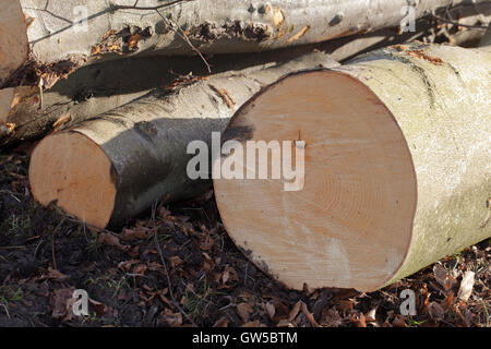 Buche (Fagus Sylvatica). Kürzlich gefällten Stämmen Jahresringe in Querschnitt und glatte stahlgrau Rinde zeigen. Stockfoto