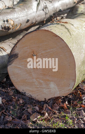 Buche (Fagus Sylvatica). Vor kurzem Schnittholz und gefällten Baumstamm, zeigen Alter durch die Offenlegung der Jahresringe. Stockfoto