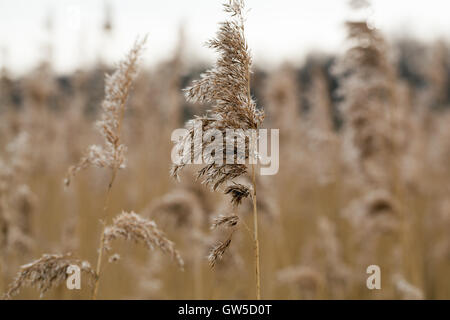 Norfolk Schilfrohr (Phragmites Communis). Rispe oder Saatgut Kopf. Calthorpe breit. NNR. SSSI. RAMSAR. Norfolk. Winter. Stockfoto