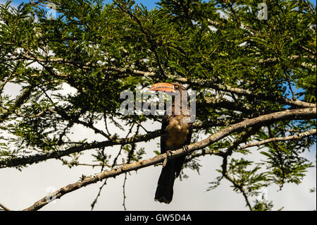 Hornbill gekrönt. Hluhluwe-Umfolozi Game Reserve, Südafrika. Stockfoto