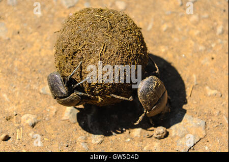 Mistkäfer sind Käfer, die teilweise füttern oder ausschließlich auf Kot. Hluhluwe-Umfolozi Game Reserve, Südafrika. Stockfoto