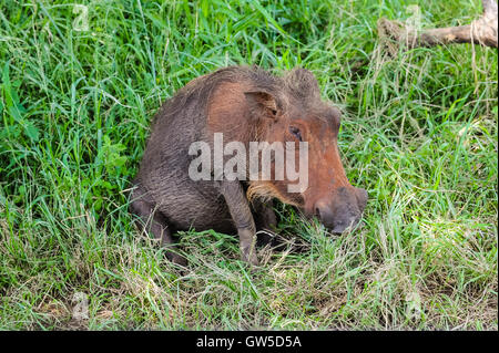 Die Warzenschwein ist eine wilde Mitglied der Schwein-Familie. Hluhluwe-Umfolozi Game Reserve, Südafrika. Stockfoto