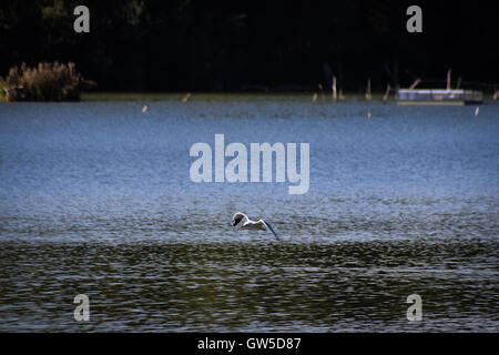 Möwen fliegen über Wasser Stockfoto