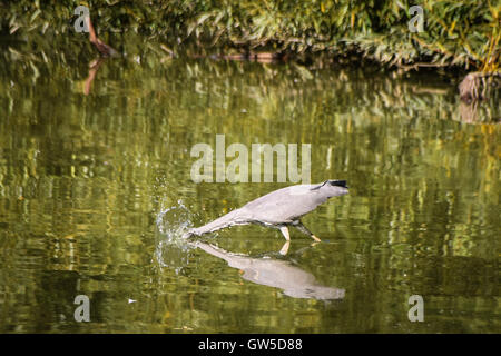 Junger Reiher nach Beute mit Kopf unter Wasser tauchen Stockfoto