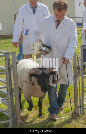 Norfolk Horn Schafe. RAM oder männlich. Trophäe-Preisträger verlassen Show-Ring. Aylsham Landwirtschaftsausstellung. Norfolk. East Anglia. August Stockfoto