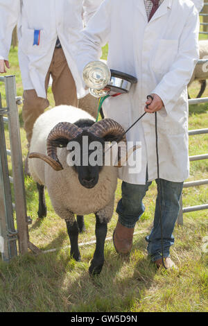 Norfolk Horn Schafe. RAM oder männlich. Trophäe-Preisträger verlassen Show-Ring. Aylsham Landwirtschaftsausstellung. Norfolk. East Anglia. August Stockfoto