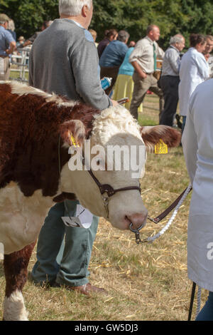 Hereford Kuh. Warten auf Anruf Ring für die Beurteilung zu betreten. Aylsham Landwirtschaftsausstellung. Norfolk. East Anglia. England. UK Stockfoto