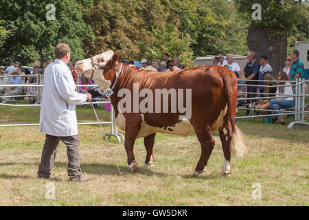 Hereford Kuh. Aylsham jährliche landwirtschaftliche zeigen Stockman halten und mit Halfter. Norfolk. England. VEREINIGTES KÖNIGREICH. August. Stockfoto