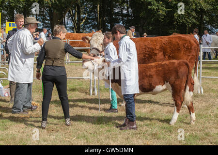 Hereford Kuh und Kalb. In Aylsham Agricultural Show Ring mit jungen Handler Viehtreiber und Richter. Norfolk. England. VEREINIGTES KÖNIGREICH. August. Stockfoto