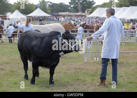 Aberdeen Angus Bull züchten Rinder (Bos sp.) Preis gewinnende Tier. Als Manoevred von Stockman im Ring. Aylsham Show. Stockfoto