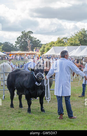 Aberdeen Angus Bull (Bos sp.) Preis gewinnende Tier. Rindfleisch Rasse. Aylsham Landwirtschaftsausstellung. Norfolk. England. VEREINIGTES KÖNIGREICH. Stockfoto