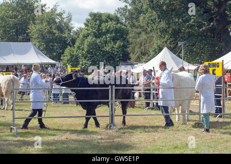 Aberdeen Angus und Charolais-Rinder-Rassen (Bos sp.) Preis gewinnende Tiere. Fleischrassen im Ring. Aylsham Landwirtschaftsausstellung. Stockfoto