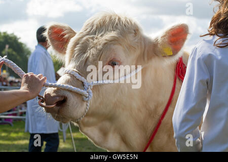 Charolais Rind (Bos sp.) Preis gewinnende Tier. Kontinentale Rindfleisch Rasse. Aylsham Landwirtschaftsausstellung. Norfolk. England. VEREINIGTES KÖNIGREICH. Stockfoto