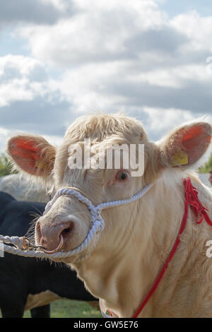 Charolais Rind (Bos sp.) Porträt-Preis gewinnende Tier. Kontinentale Rindfleisch Rasse. Aylsham Landwirtschaftsausstellung. Norfolk. England. Stockfoto