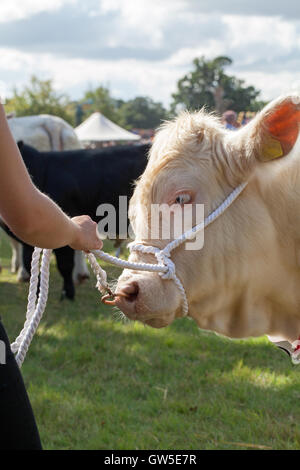 Charolais Kuh (Bos sp.) Preis gewinnende Tier. Kontinentale Rindfleisch Rasse. Aylsham Landwirtschaftsausstellung. Norfolk. England. VEREINIGTES KÖNIGREICH. Halfter. Stockfoto