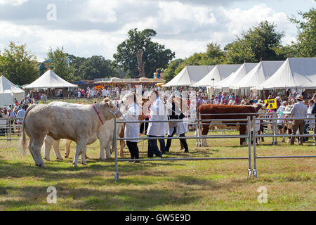 Charolais, Aberdeen Angus und Hereford-Rinder-Rassen (Bos sp.) Preis gewinnende Tiere. Fleischrassen im Ring. Aylsham landwirtschaftliche Stockfoto