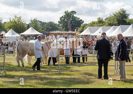 Rinder-Rassen (Bos sp.) Charolais und Limousin. Preis gewinnende Tiere. Fleischrassen in Ring für die Beurteilung montiert. Stockfoto