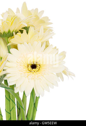 Beige Gerbera Blumen Stockfoto