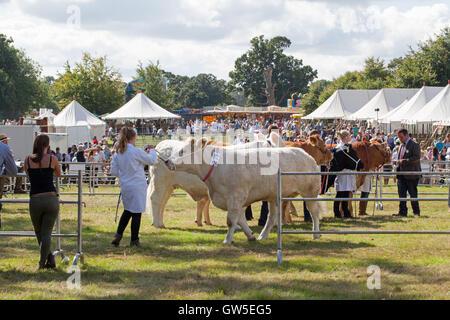 Rinder-Rassen (Bos sp.) Charolais, Limousin und Aberdeen Angus. Preis gewinnende Tiere. Fleischrassen montiert Show-Ring. Stockfoto